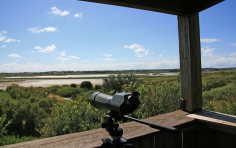 observatoire d oiseaux-- Ile d'Olonne credit photo Grolleau