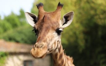 2019-Girafe de Kordofan au Zoo des Sables---JFBrossier