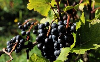 Vignes et vente de vins à la propriété aux Sables d'Olonne en Vendée